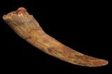 Pterosaur (Siroccopteryx) Tooth - Morocco #123628-1
